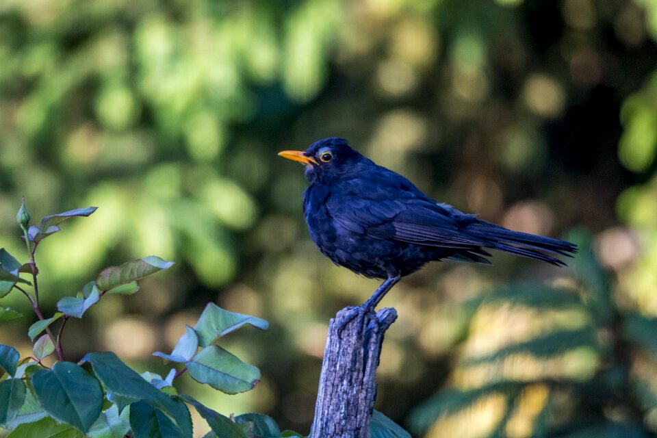 Bird nature animal