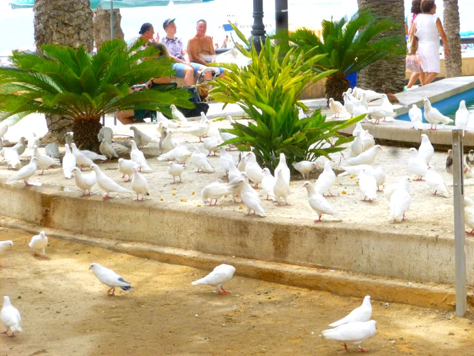 Benidorm - Parque de Elche 5