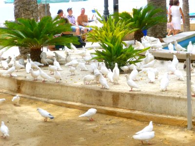 Benidorm - Parque de Elche 5