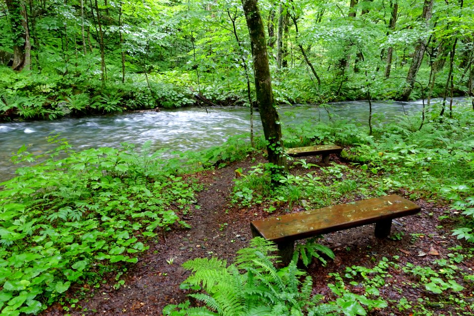 Benches - Oirase Mountain Stream - Towada, Aomori - DSC01076