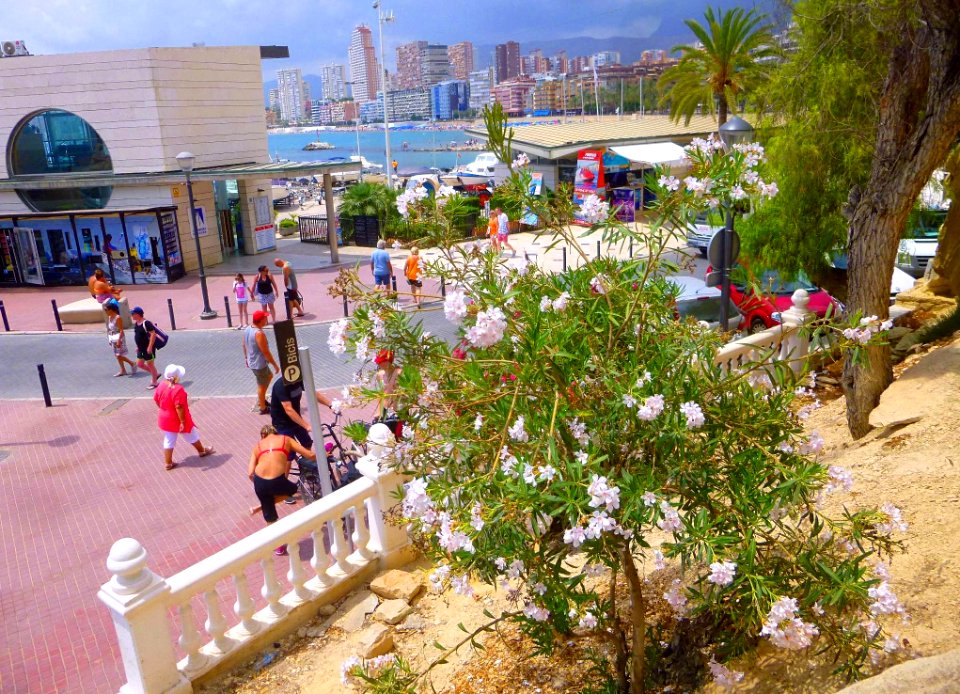 Benidorm - Paseo de Colón 5