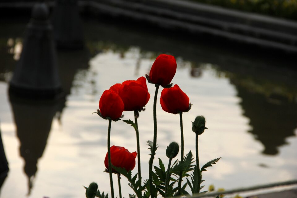 Kashmir nature spring