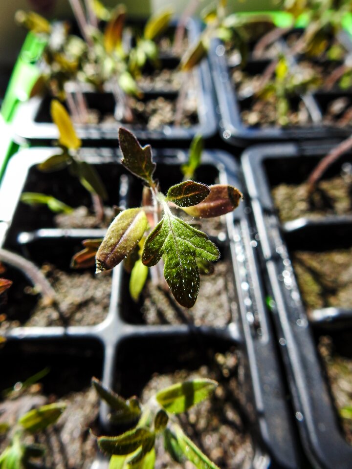 Gardening soil agriculture