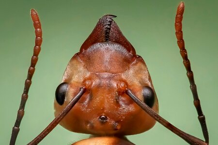 Ant ant head insect photo