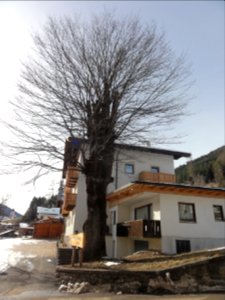 Bergulme beim Sagererhof Welschnofen (1)