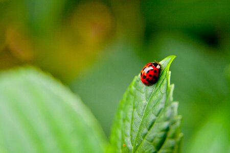 Ladybird ladybug leaf