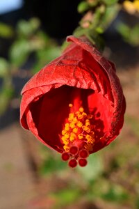 Flower red plant photo