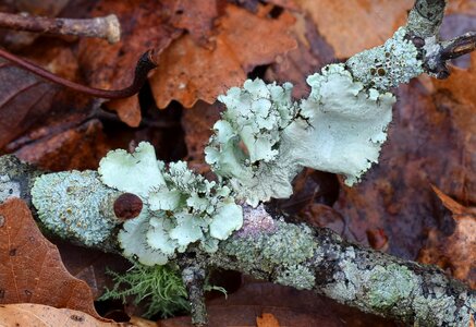 Forest floor forest woods photo