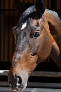 Head horse head portrait photo