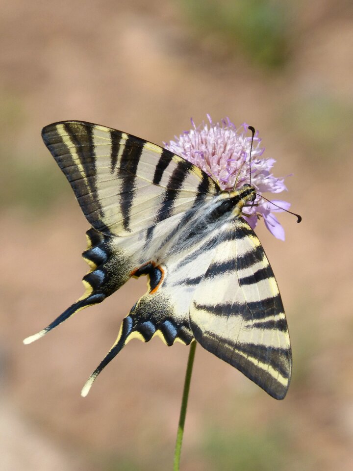 Papallona queen libar wild flower