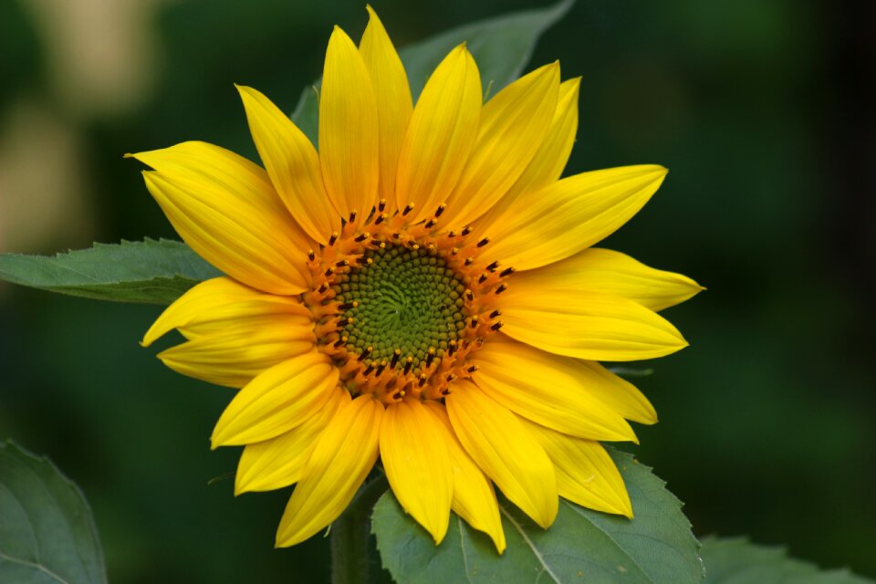 Flower summer macro