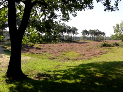 Berghem (Oss) heide bij Groot Ganzenven, 1