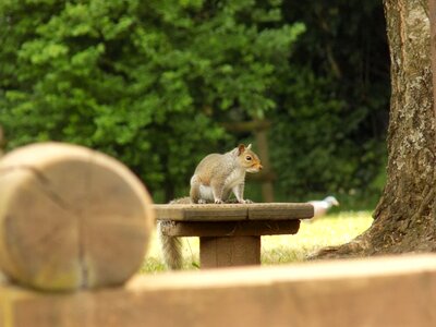 Animal wildlife wild photo