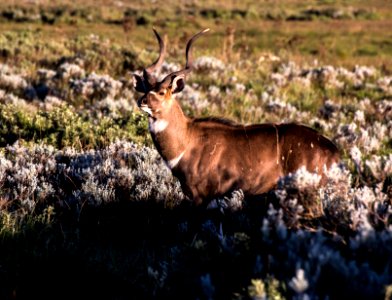 Bergsnyala-6