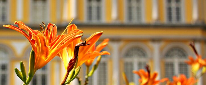 Summer orange blossom photo