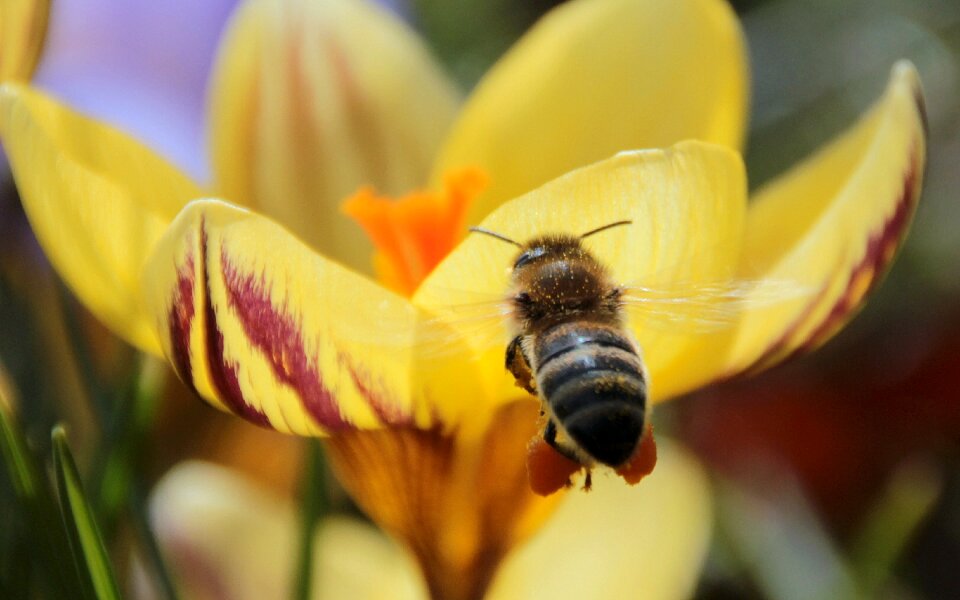 Foraging harbinger of spring bee in the approach
