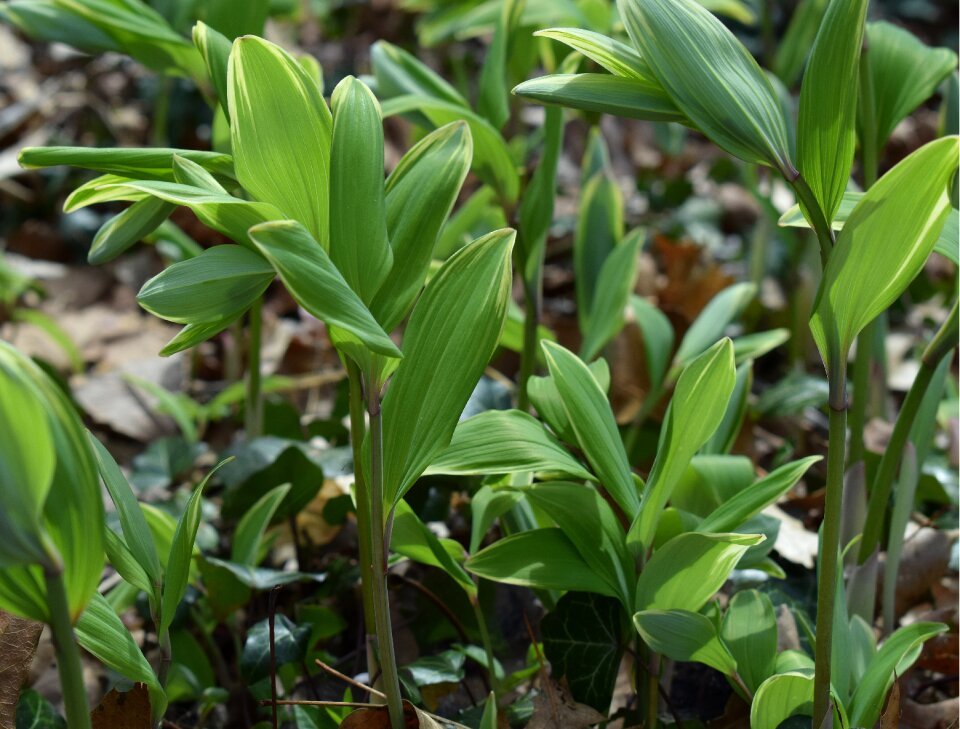 Spring wild forest floor