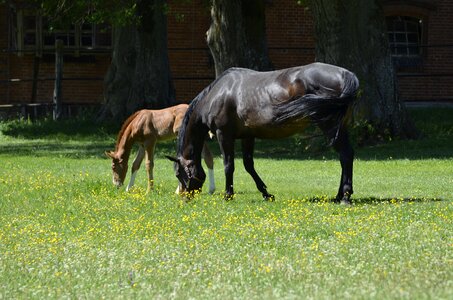 Thoroughbred arabian paddock mare herd