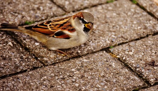 Cute nature plumage