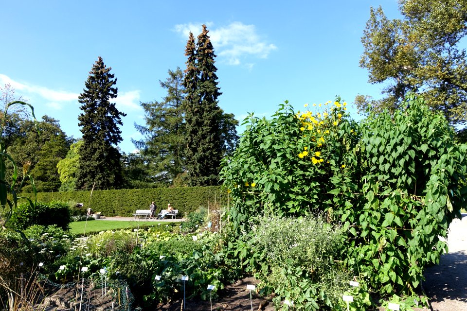 Bergianska trädgården - Stockholm, Sweden - DSC00307