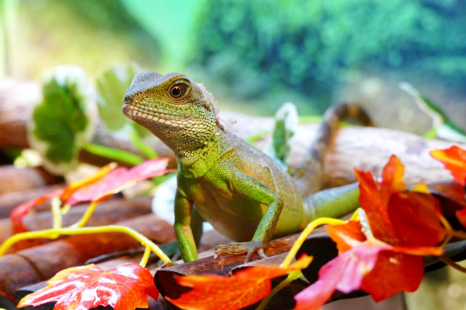 Water animal reptile