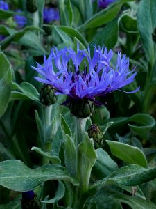 Berg Flockenblume Roscheiderhof H1
