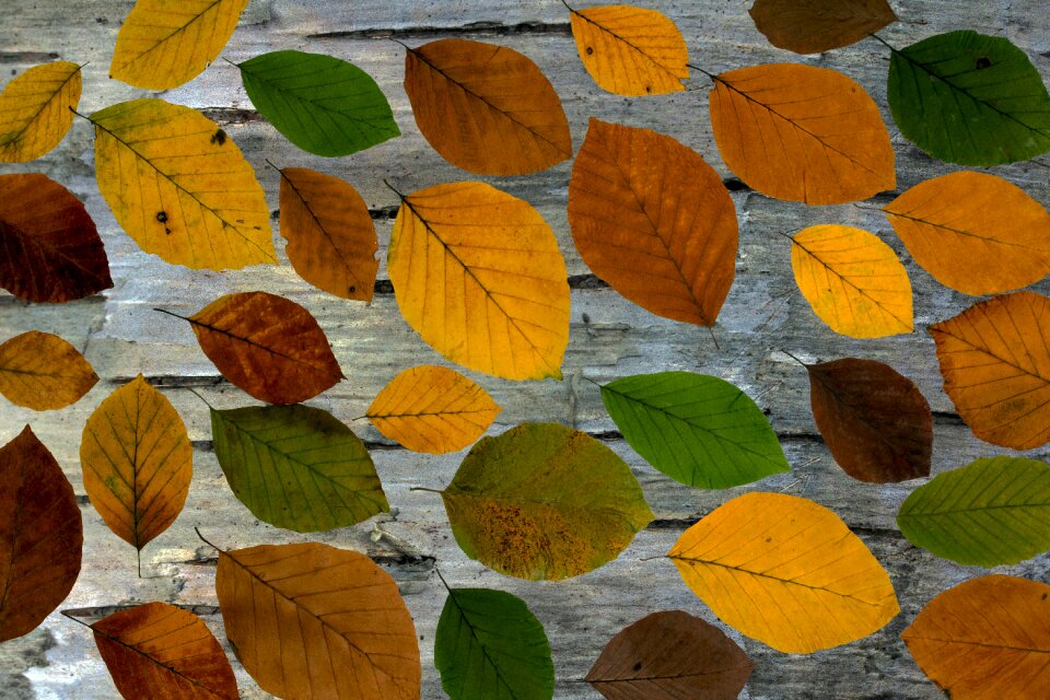 Colorful background fall foliage
