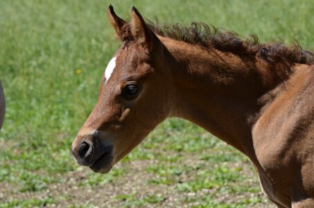 Thoroughbred arabian paddock mare herd