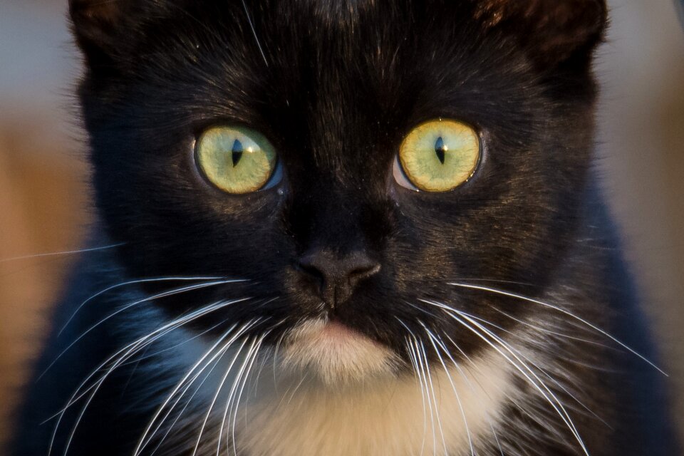 Close up cat nose pet