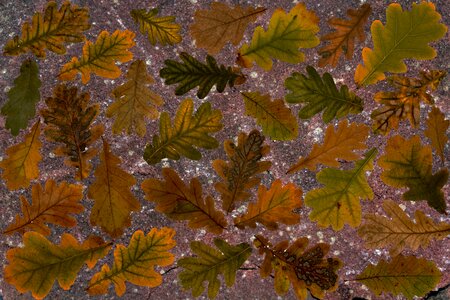 Colorful background fall foliage