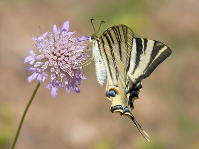 Papallona queen libar wild flower