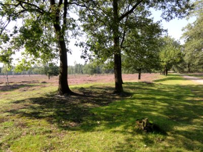 Berghem (Oss) heide bij Groot Ganzenven, 2