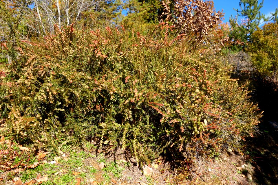 Berberis wilsoniae - Quarryhill Botanical Garden - DSC03667