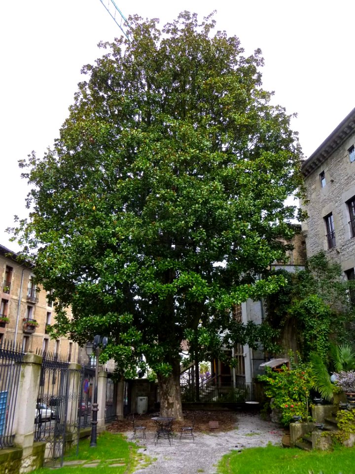 Bergara - Magnolio de Bergara 2