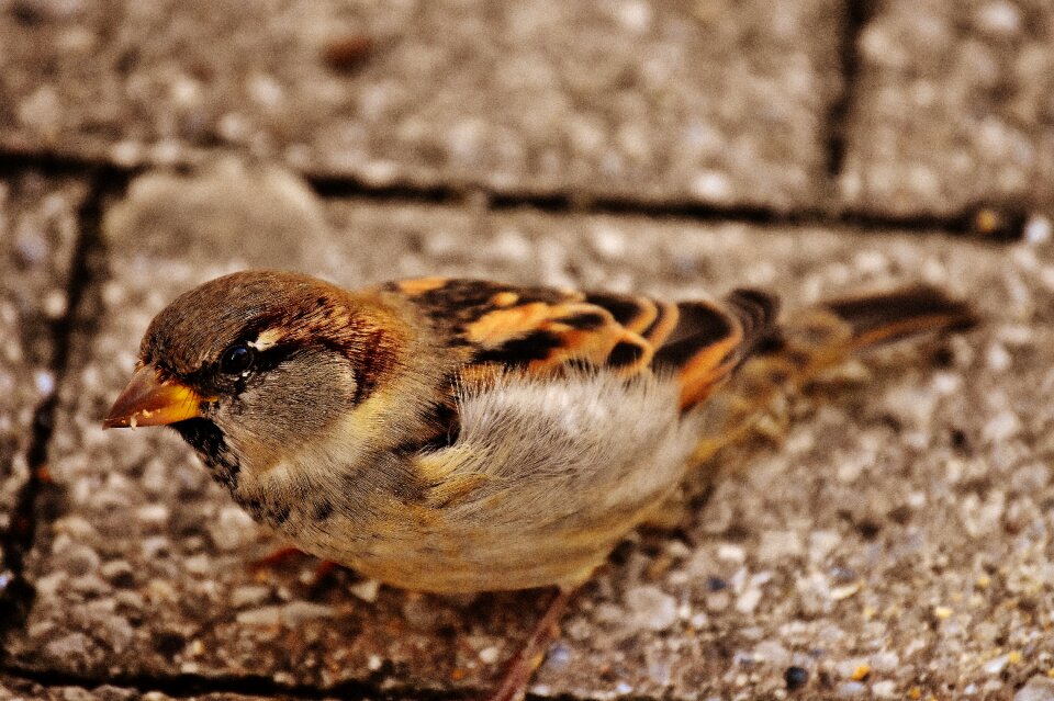 Cute nature plumage