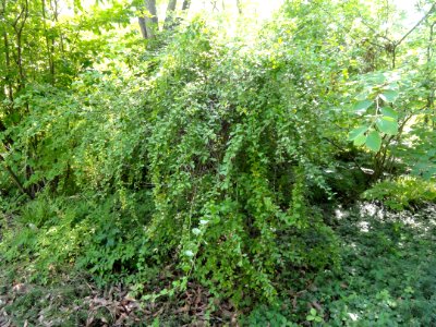 Berberis vernae - Botanischer Garten, Frankfurt am Main - DSC03272