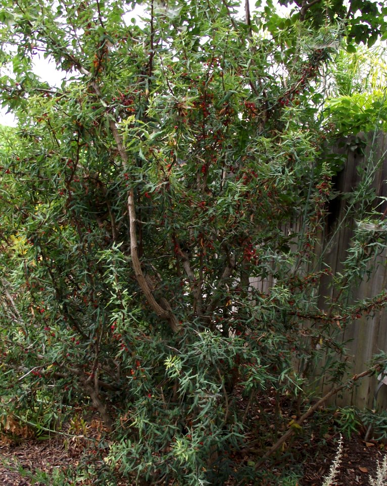 Berberis nevinii 6