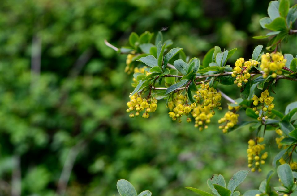 Berberis vulgaris 11