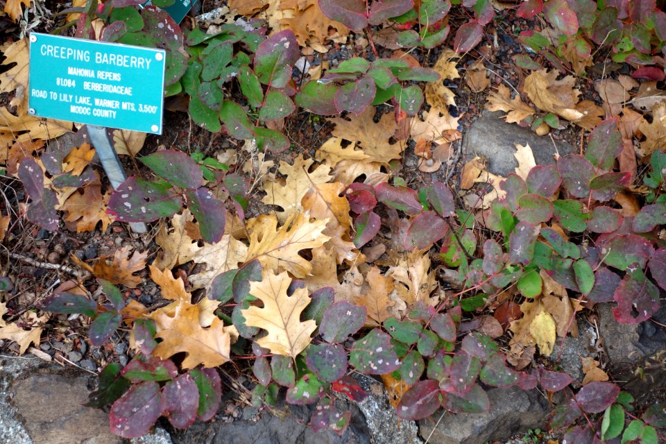 Berberis repens (Mahonia repens) - Regional Parks Botanic Garden, Berkeley, CA - DSC04297