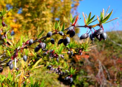 Berberis sanguinea - Quarryhill Botanical Garden - DSC03272