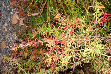 Berberis sanguinea (Berberis panlanensis) - Quarryhill Botanical Garden - DSC03290