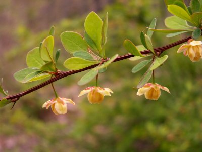 Berberis thunbergii, 2014-05-02, Mount Lebanon, Pennsylvania, 01