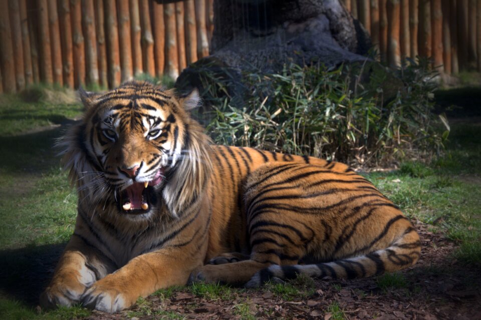 Animal stripes predator