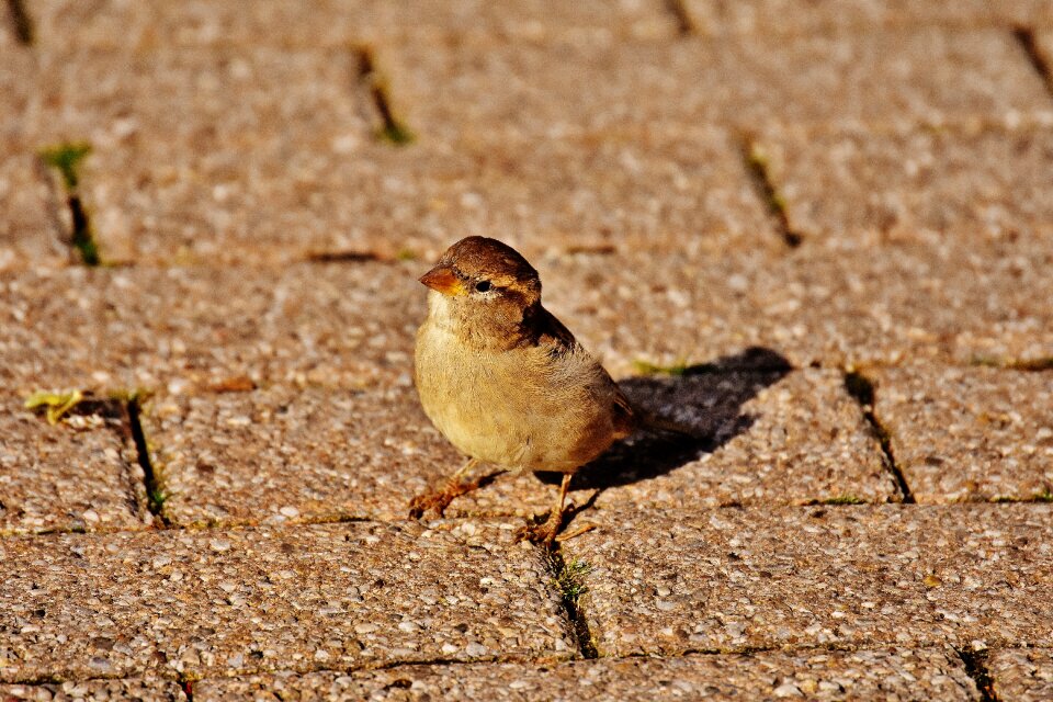 Cute nature plumage