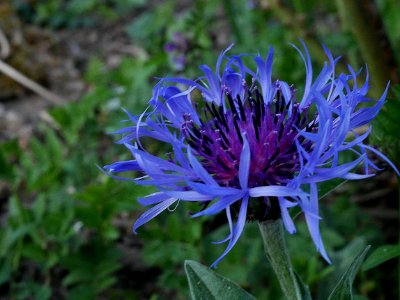 Berg Flockenblume Roscheiderhof H2