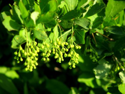 Berberis vulgaris 5877