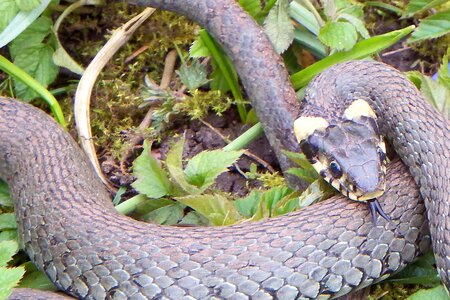 Natter non-hazardous species