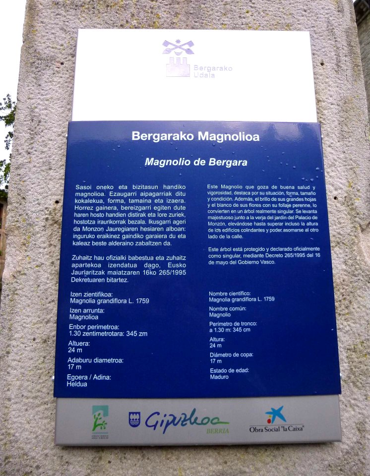 Bergara - Magnolio de Bergara 1
