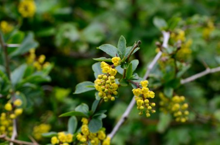 Berberis vulgaris 12