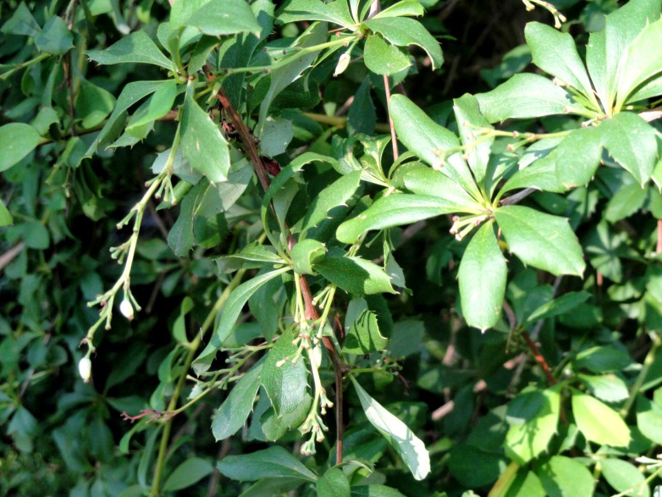 Berberis wilsoniae - Botanischer Garten, Frankfurt am Main - DSC03323